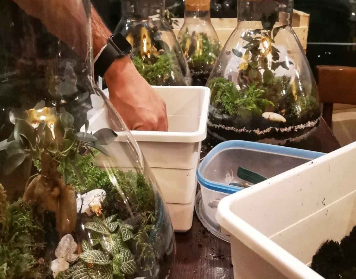  Atelier terrarium Paris et Île de France - 15ème ou 18ème