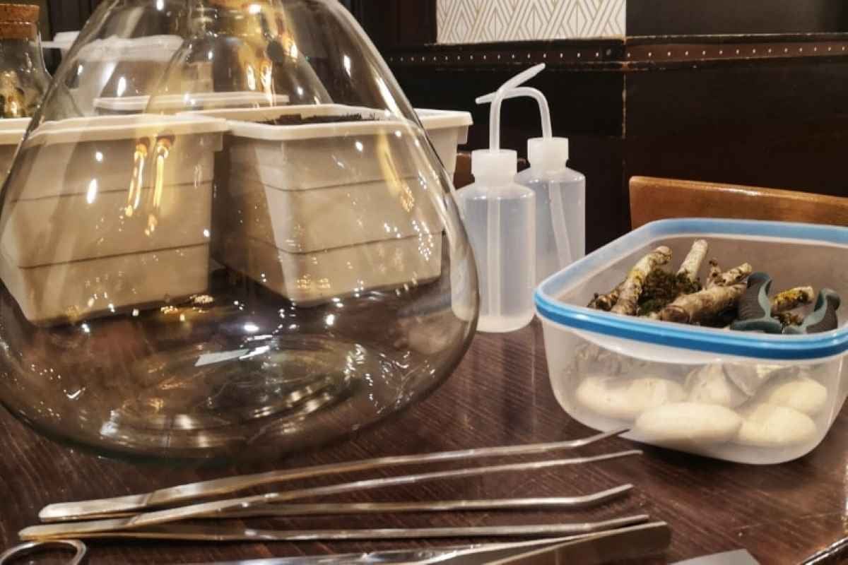  Atelier terrarium Paris et Île de France - 15ème ou 18ème