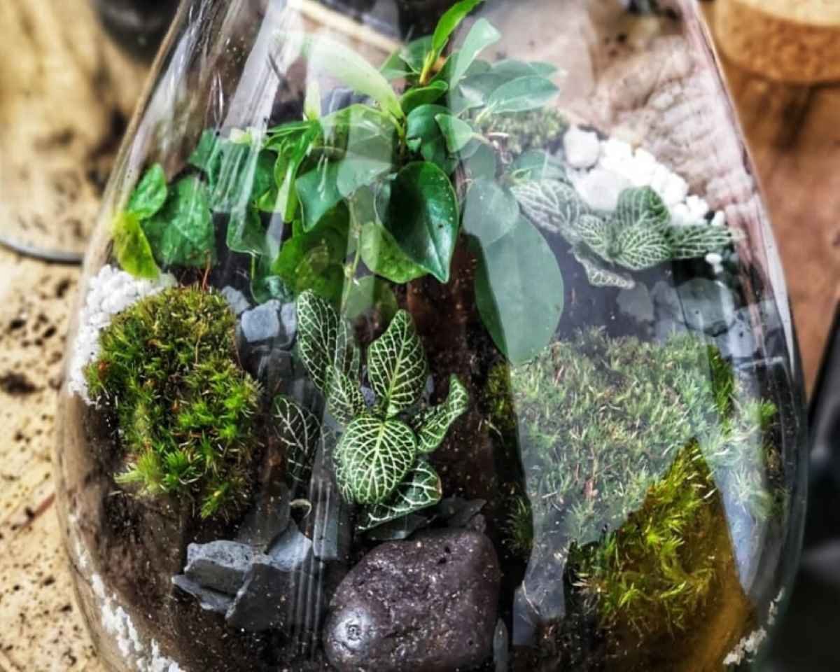  Atelier terrarium Paris et Île de France - 15ème ou 18ème