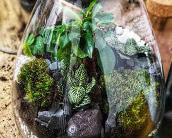 Atelier terrarium Paris et Île de France - 15ème ou 18ème