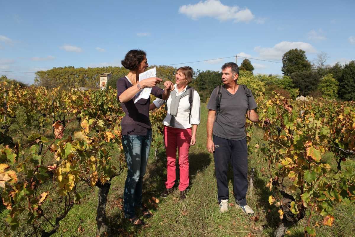 Course d'orientation et dégustation en AOC Pessac-Léognan