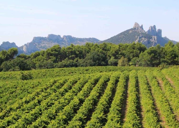 Expérience œnologique et gastronomique en Provence - Avignon 