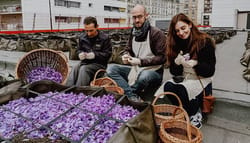 Récolte de safran sur les toits de Paris d'Octobre à Novembre