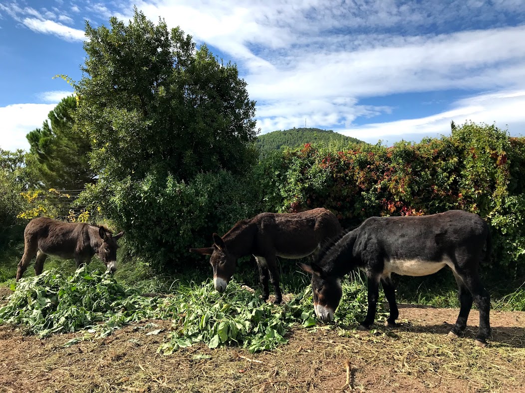 Randonnée en 4x4 à Hyères dans le Var | Provence