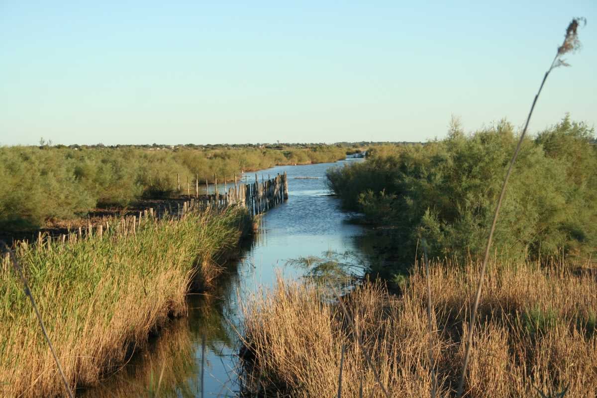 Promenade et découverte du Pays de l'Or en calèche - proche de Montpellier
