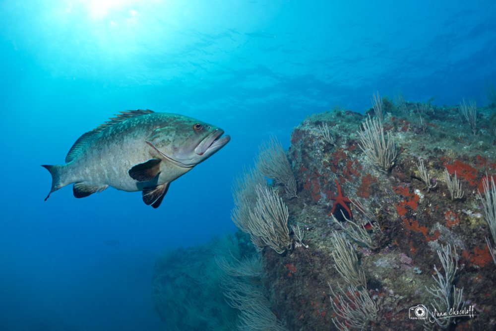 Baptême de plongée dans la réserve marine de Cerbère/Banyuls