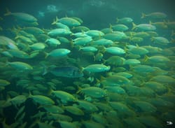 Pêche côtière en bateau à Palavas proche de Montpellier