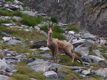 Randonnée dans le Parc national des Pyrénées