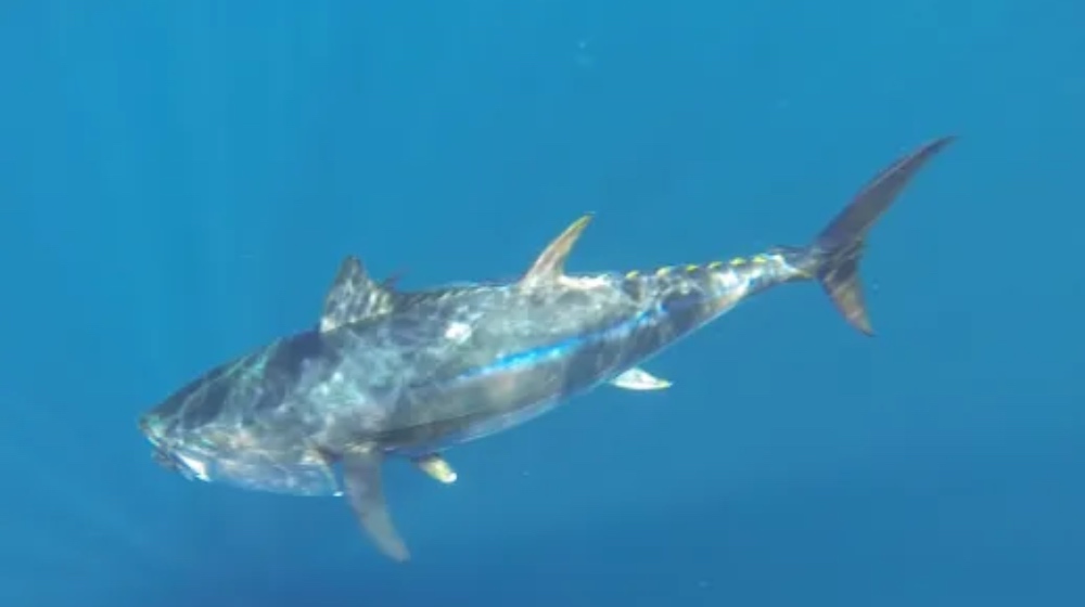 Pêche au gros en mer proche de Montpellier - 34