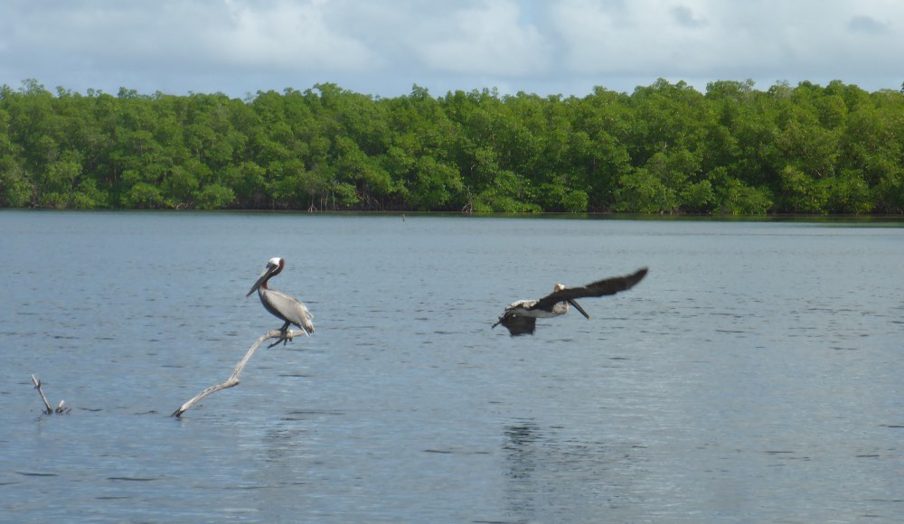 Excursion en stand up paddle mangrove et lagon à plage Babin