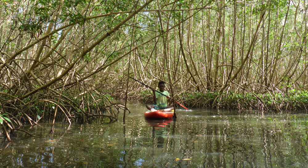 Excursion en stand up paddle mangrove et lagon à plage Babin