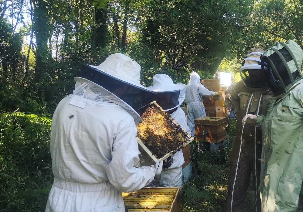 Initiation à l'apiculture à Laval