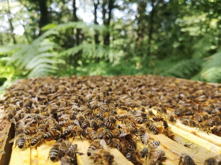 Initiation à l'apiculture à Laval