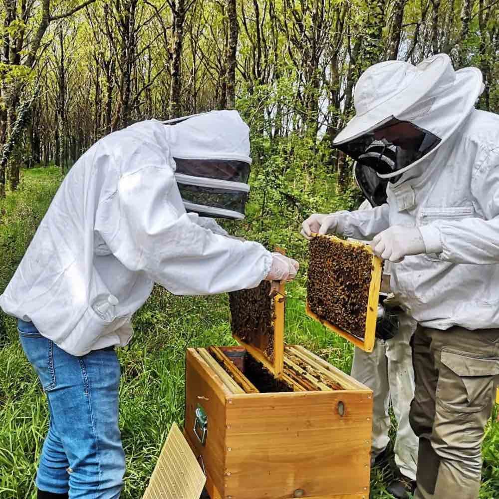 Initiation à l'apiculture à Laval