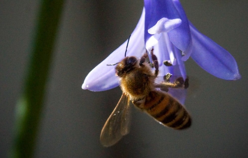 Initiation à l'apiculture à Laval