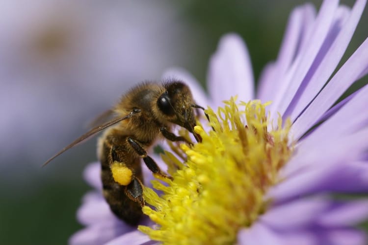 Initiation à l'apiculture à Laval