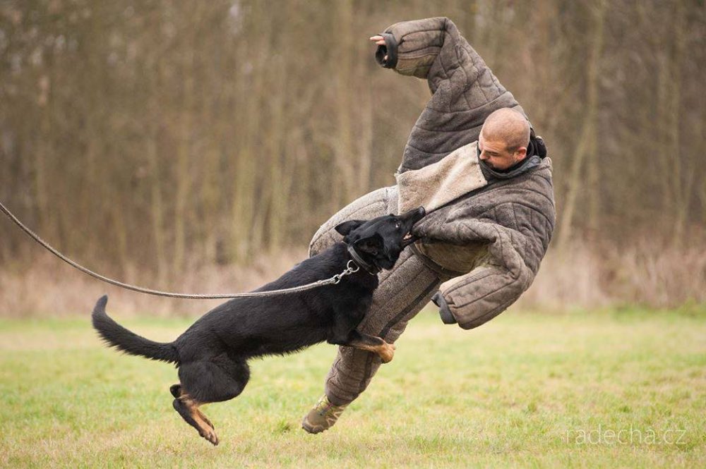 Homme vs Chien à Prague EVG - Man vs Dog