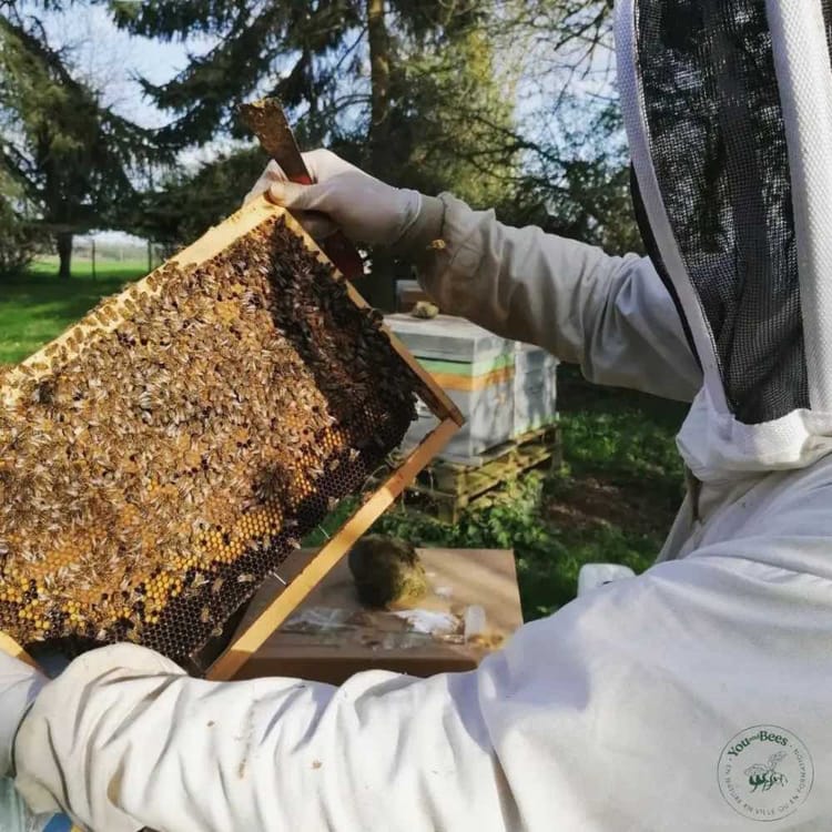 Initiation à l'apiculture à Rennes