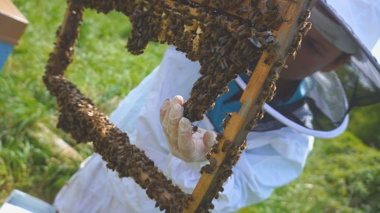 Initiation à l'apiculture à Rennes