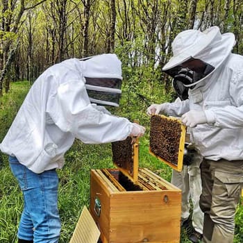 Initiation à l'apiculture à Rennes