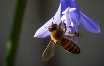 Initiation à l'apiculture près de Vannes