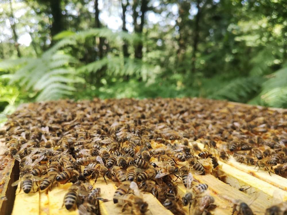 Initiation à l'apiculture près de Vannes