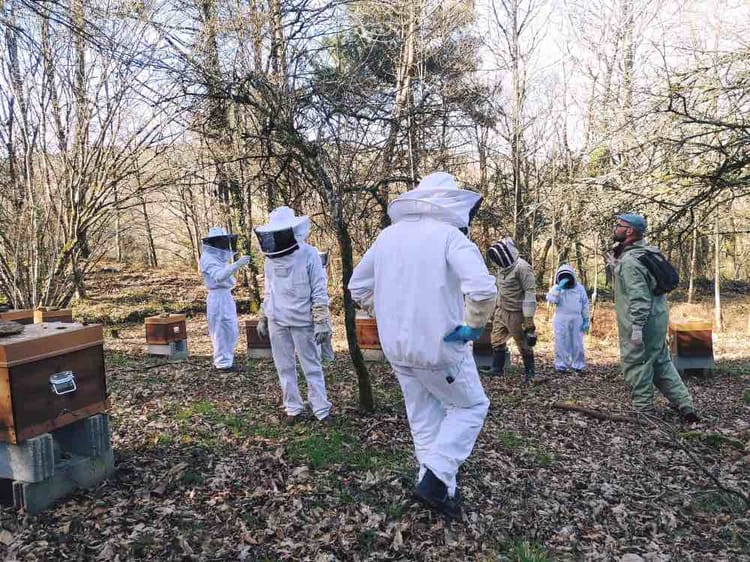 Initiation à l'apiculture près de Vannes