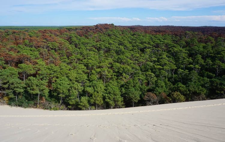 Visite guidée privée de la Dune du Pilat