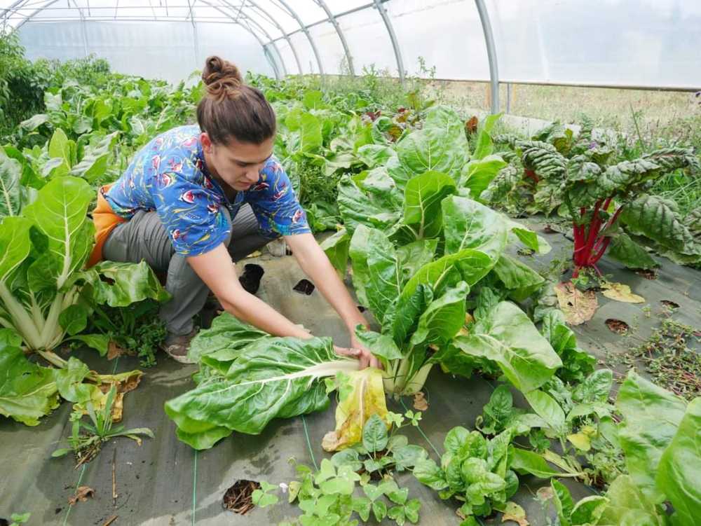 Immersion dans une ferme urbaine à Bordeaux