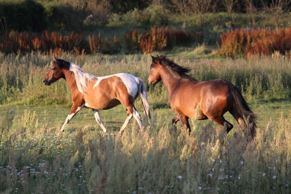 Safari en 4X4 au coeur de la Camargue