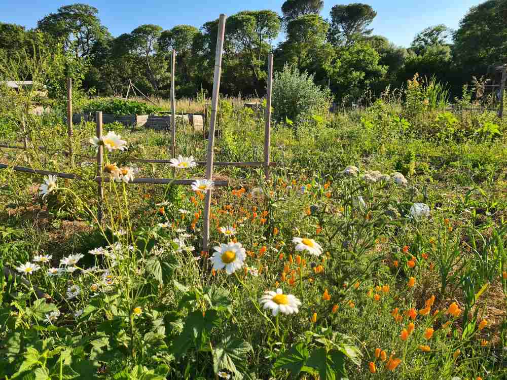 Visite d'une ferme agroécologique urbaine à Montpellier