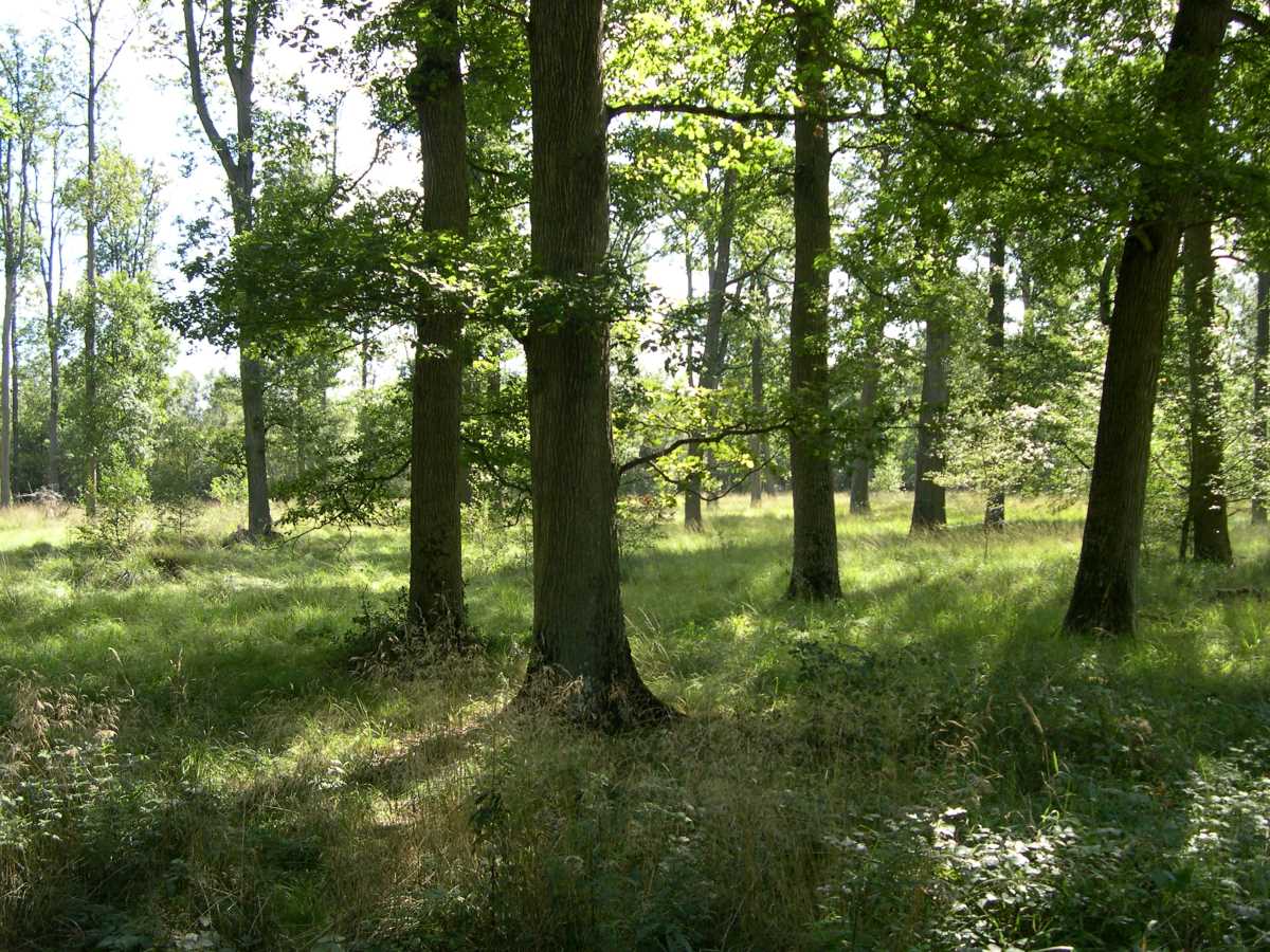 Team building - Ramassage des déchets en forêt - Préserver l'environnement