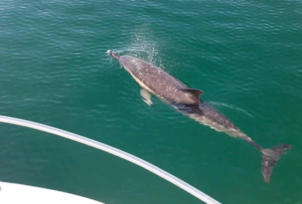 Tour en bateau à Saint Jean de Luz avec Skipper