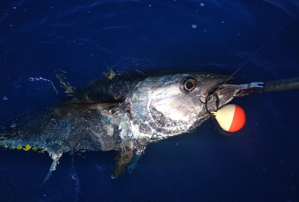 Pêche sportive au départ de Golfe Juan
