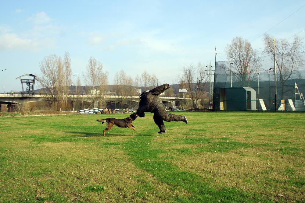 Homme vs Chien à Cracovie EVG - Man vs Dog