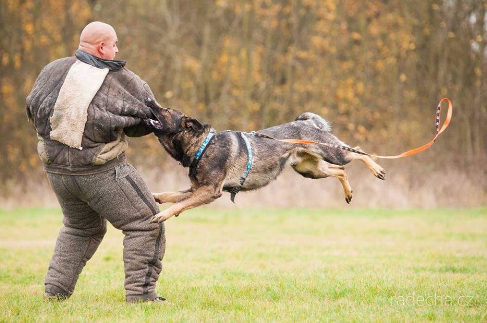 Homme vs Chien à Cracovie EVG - Man vs Dog