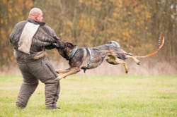 Homme vs Chien à Cracovie EVG - Man vs Dog
