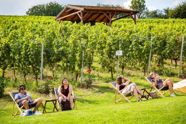 Visite de vignoble et dégustation de vins à Budapest