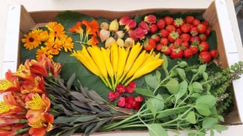Ateliers fleurs et plantes avec un pépiniériste et dégustation de vins - Entre-Vignes