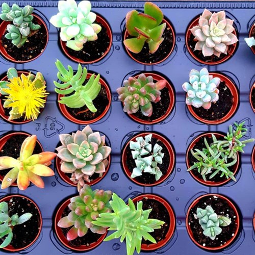 Ateliers fleurs et plantes avec un pépiniériste et dégustation de vins - Entre-Vignes