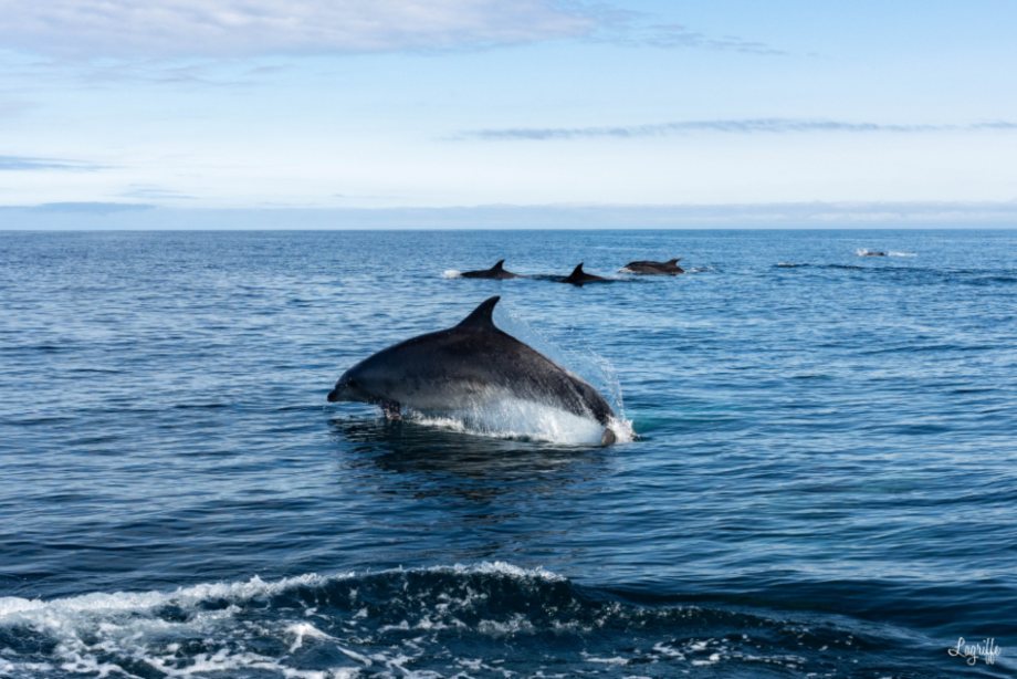 Tour en bateau à Saint Jean de Luz