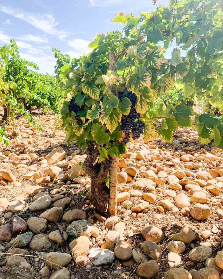 Oenotourisme près d'Avignon