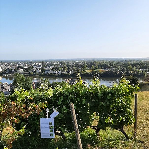  Rallye Oenologique à Angers - EVG/EVJF et Team Building