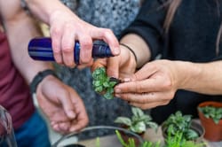 Atelier Terrarium à 15 minutes de Lyon