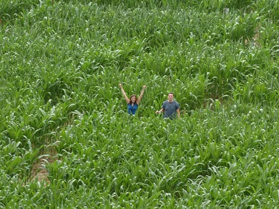 Jeu de piste dans un labyrinthe géant de Maïs à proximité de Lyon