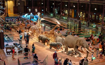 Visite guidée contée à la Grande Galerie de l’Evolution