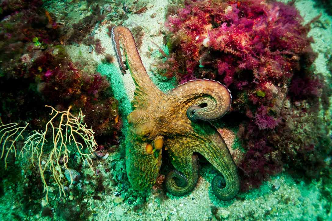 Initiation à la plongée sous-marine dans les calanques de la côte bleue près de Marseille