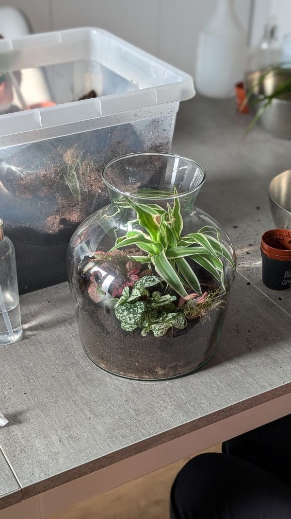 Atelier Terrarium à La Rochelle - EVJF