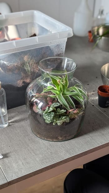 Atelier Terrarium à La Rochelle - EVJF