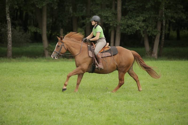 Initiation au poney et à l'équitation pour enfants à la Forêt de Rambouillet 